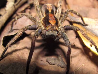 Veneno de aranha pode ser aliado no tratamento do câncer de mama