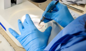 Veja qual cidade soltou mosquitos geneticamente modificados para tentar combater a dengue