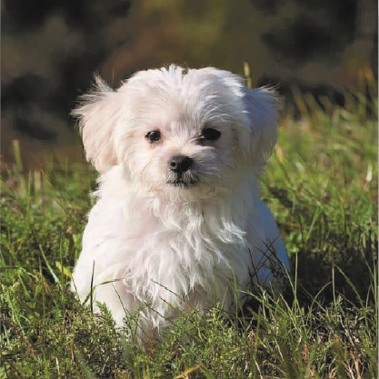 Mito ou verdade: cachorros pequenos vivem mais?