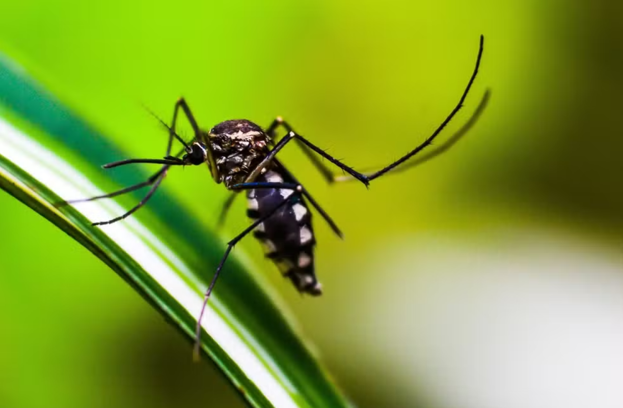 Brasil ultrapassa 4 milhões de casos de dengue só este ano