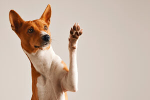 Polpa de beterraba vira peça-chave para melhorar a saúde intestinal dos pets