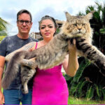 Marília terá neste domingo encontro de felinos com a presença de Xartrux, que concorre ao Guinness Book como maior gato do mundo. No Marília Shopping