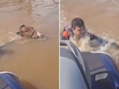 HEROICO: vice-prefeito resgatou cavalo que estava quase se afogando em Canoas; VEJA VÍDEO