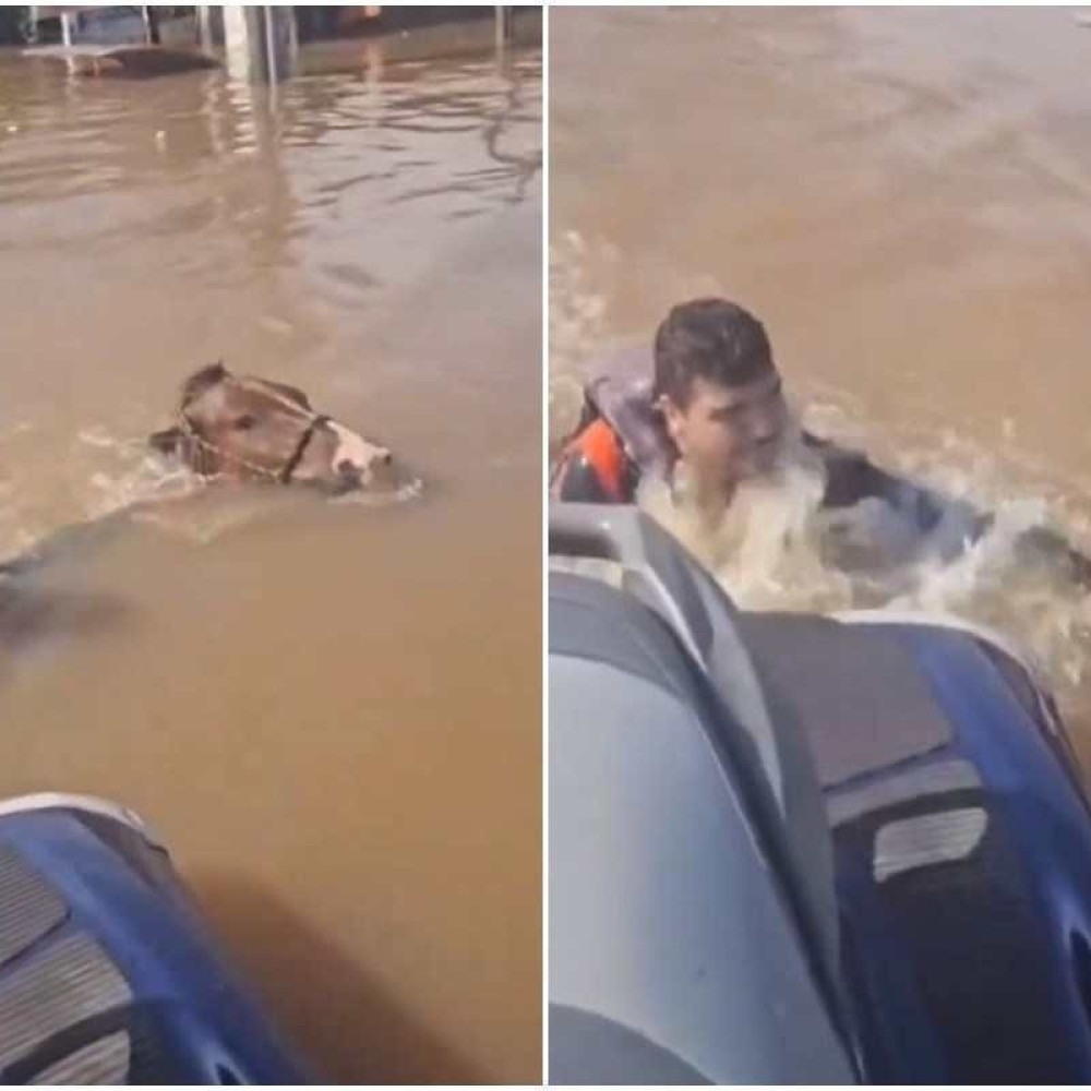 HEROICO: vice-prefeito resgatou cavalo que estava quase se afogando em Canoas; VEJA VÍDEO