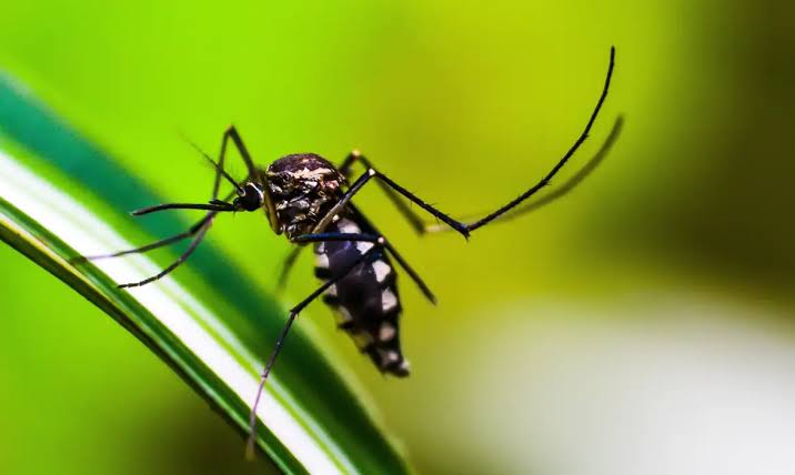 Casos de dengue se aproximam de 5 milhões com mais de 2,6 mil mortes