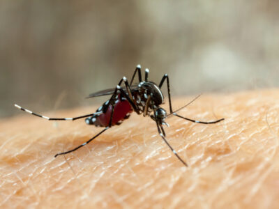 ALERTA: Brasil bate novo recorde na quantidade de casos de dengue; VEJA NÚMEROS