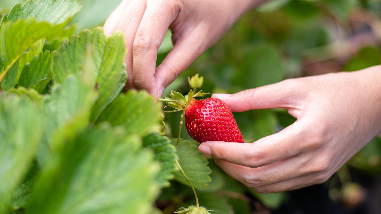 Curiosidade: você sabe o que são os pontinhos brancos no morango? Não, não são sementes; entenda