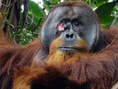 Orangotango trata ferida com planta medicinal e impressiona cientistas