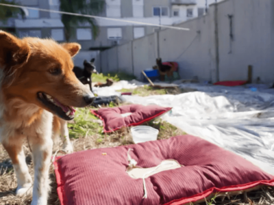 IA ajuda tutores a encontrar animais desaparecidos após enchentes no RS