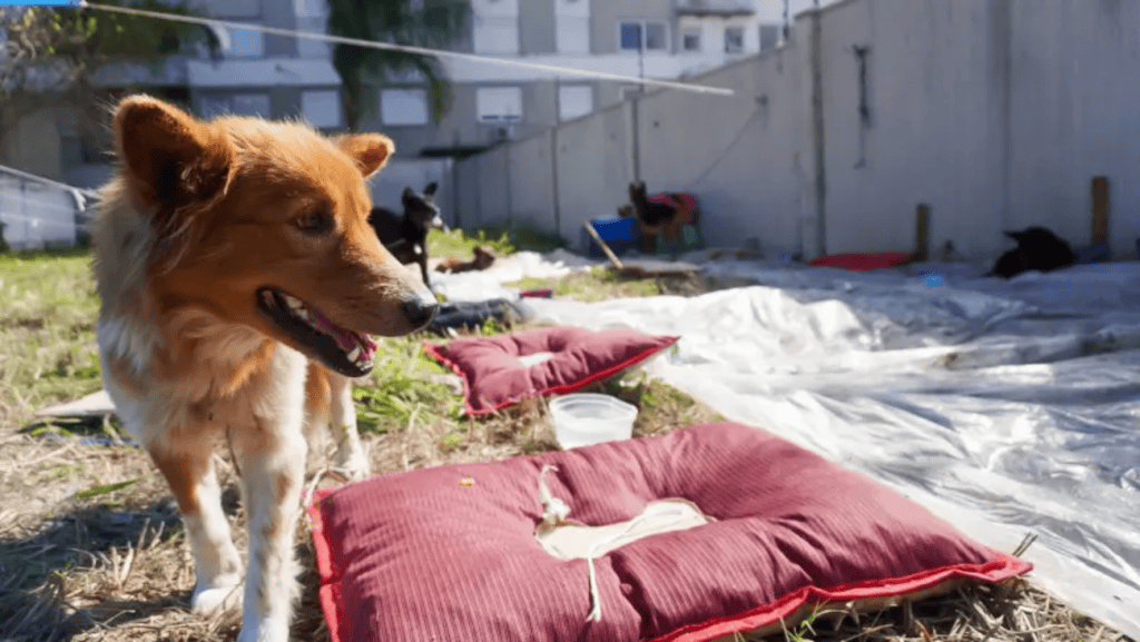 IA ajuda tutores a encontrar animais desaparecidos após enchentes no RS