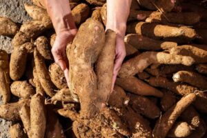 Apesar de tóxica, mandioca pode se tornar o superalimento do futuro; entenda