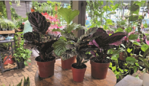 Saber escolher o presente reflete o amor pela mãe. Plantas são simbólicas mas cheias de poder