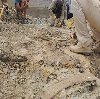 Nova espécie de dinossauro é encontrada na Argentina