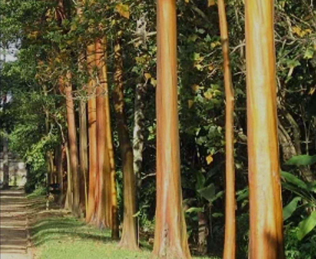 Ativo ancestral da floresta amazônica tem revolucionado a rotina de skincare