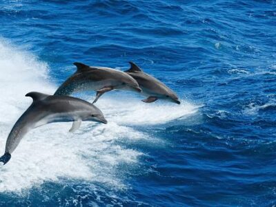 Curiosidade: Por que golfinhos amam nadar na frente dos barcos?