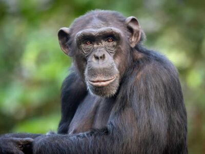 Experimento descobre capacidade ‘humana’ dos chimpanzés