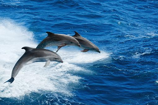 Curiosidade: Por que golfinhos amam nadar na frente dos barcos?