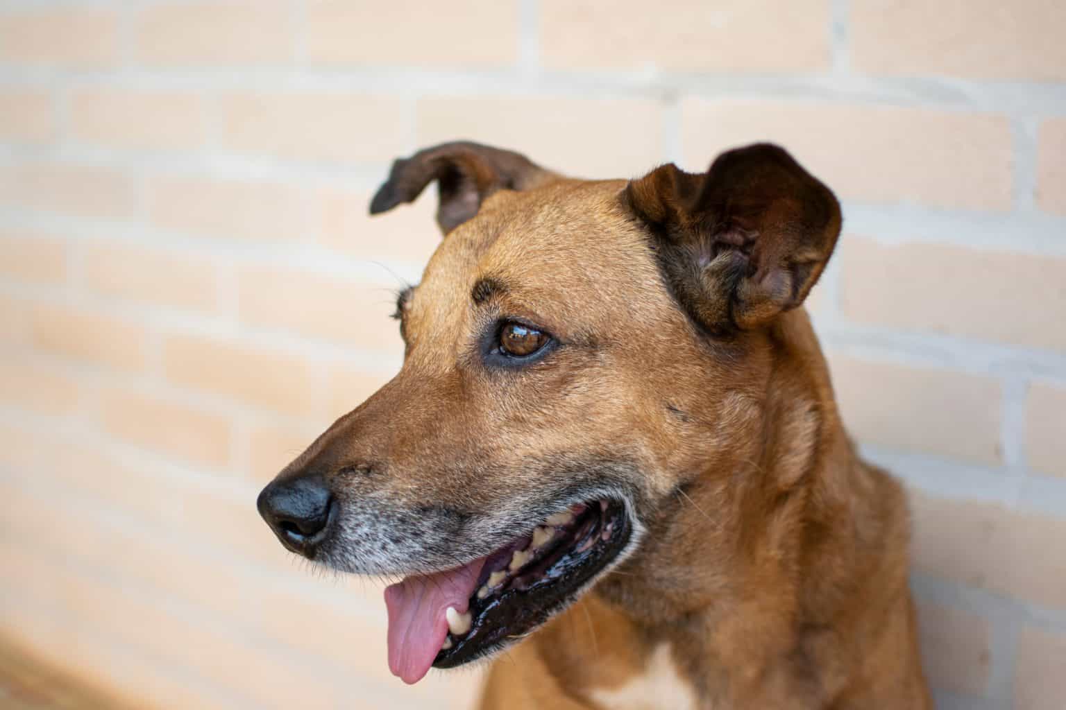 Cachorros também têm doenças mentais; confira as mais comuns e como identificar