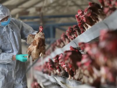 OMS confirma primeiro caso de vírus A(H5N2) da gripe aviária em seres humanos