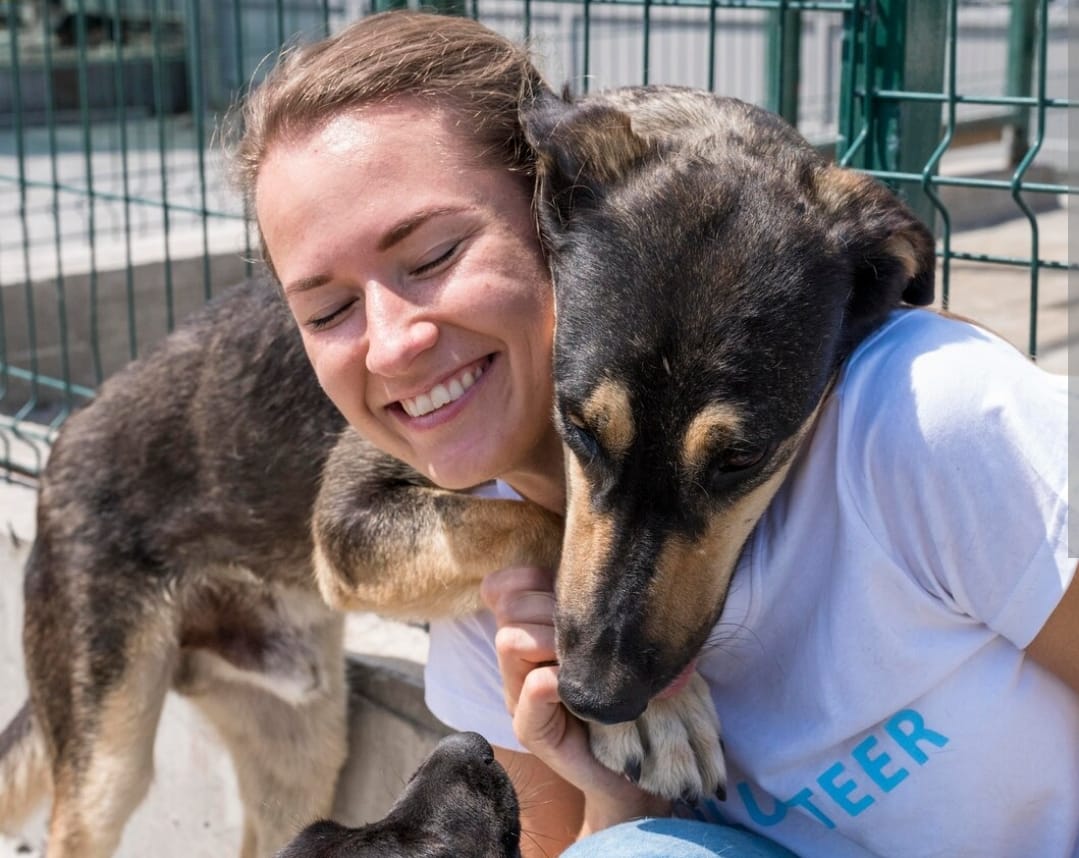 Secretarias lançam em Marília plataforma digital que facilita a adoção de cães e gatos vítimas de abandono ou maus-tratos