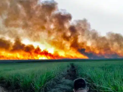 Aumento de queimadas no Pantanal durante o governo Lula aterroriza região