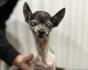 Cães concorrem ao título de Mais Feio do Mundo em concurso; VEJA FOTOS DOS CONCORRENTES