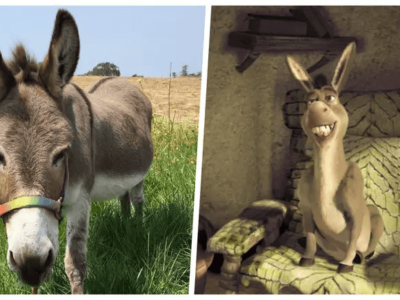 Burro que inspirou personagem do filme “Shrek” precisa de ajuda