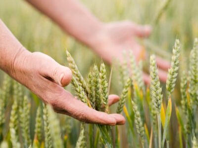 Governo do RS diz que colheita foi gigante e não entende importação de arroz