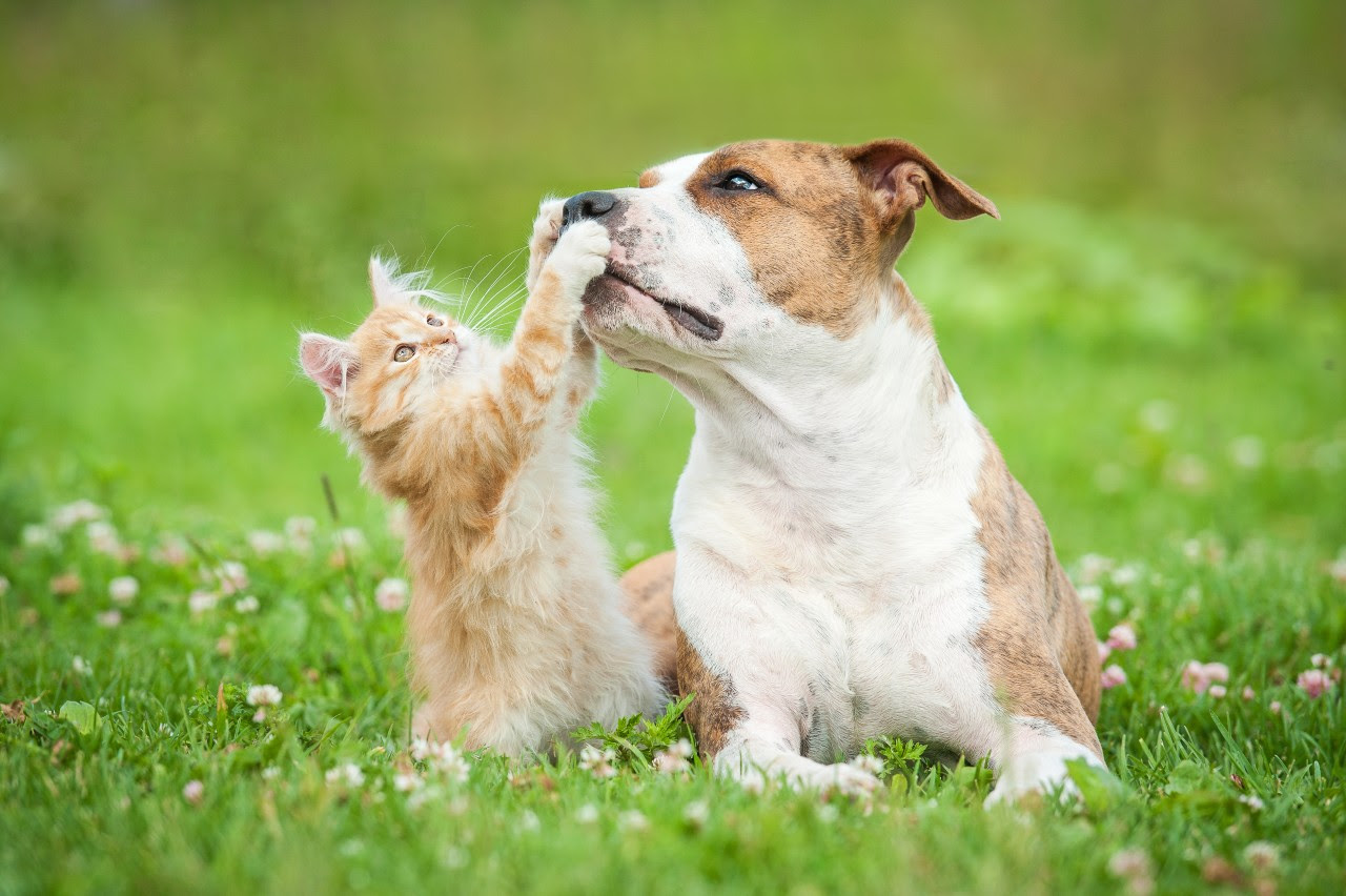 Ciência confirma eficácia de probióticos e prebióticos para saúde e longevidade dos pets