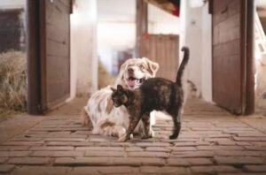 Brasil tem a terceira maior população de pets do mundo