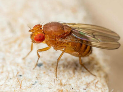 Mosca das frutas tem gene que pode reverter sintomas de Parkinson