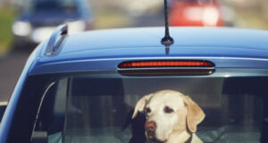 Entenda por que você nunca deve deixar seu cachorro sozinho no carro, nem por alguns minutos