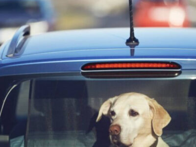 Entenda por que você nunca deve deixar seu cachorro sozinho no carro, nem por alguns minutos