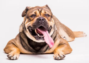 Pets estão cada vez mais obesos, aponta estudo