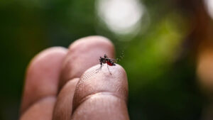 Febre Oropouche: saiba como identificar e prevenir a doença que está em expansão no Brasil