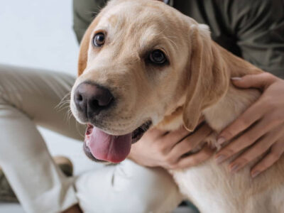 Cães e gatos contra a depressão: estudo de Harvard revela os benefícios