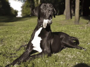 Quais as maiores raças de cachorro do mundo?