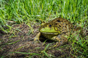 A história do sapo gigante que tomava uísque e comia feijão