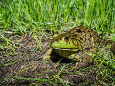 A história do sapo gigante que tomava uísque e comia feijão