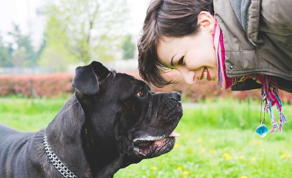 O que acontece no cérebro quando encaramos os olhos dos cães? Tudo  é resultado de uma sincronização cerebral, revela estudo