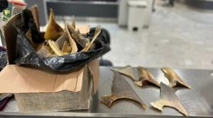 Assassinos: iguaria milionária é apreendida pela Receita no aeroporto de Fortaleza, Ceará