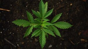 CNJ anunciou um mutirão carcerário que pode resultar na libertação de vários presos por porte de maconha