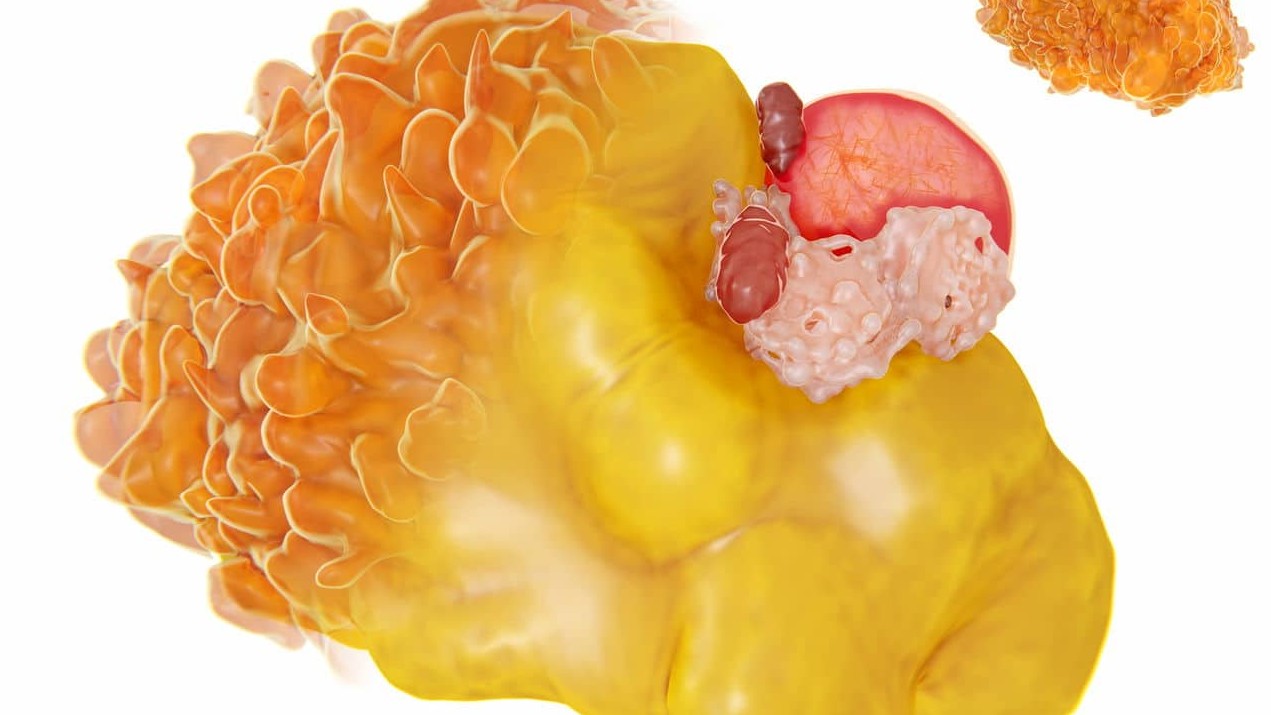 Proteína revolucionária derrete gordura, aponta estudo