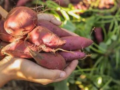 Saiba quais são os benefícios da batata-doce para sua saúde