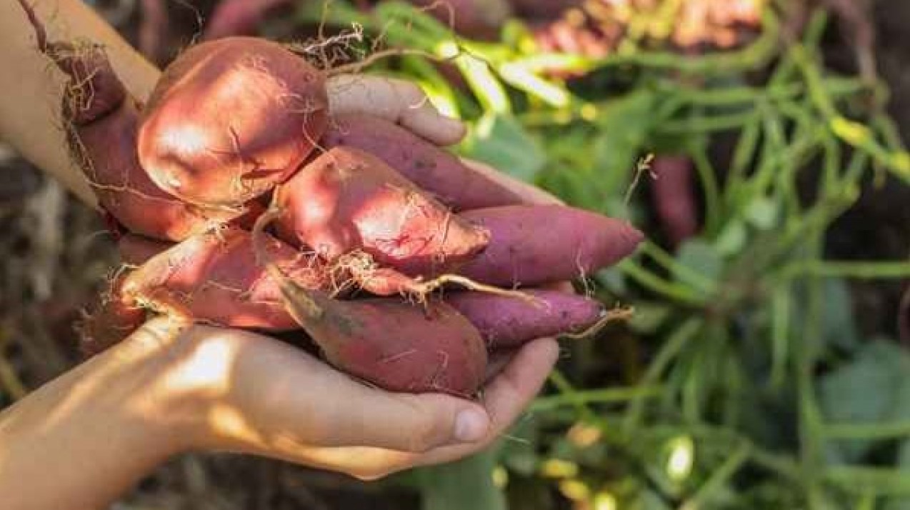 Saiba quais são os benefícios da batata-doce para sua saúde