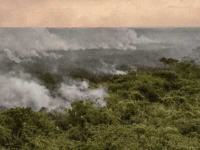 Bioma brasileiro pode desaparecer até o fim do século