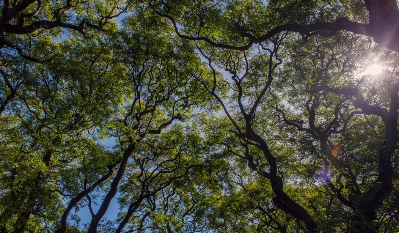 Conheça a árvore que pode amenizar as mudanças climáticas em cidades brasileiras