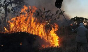 EM CHAMAS: Amazônia passa de pulmão do mundo a maior emissora de gases do efeito estufa