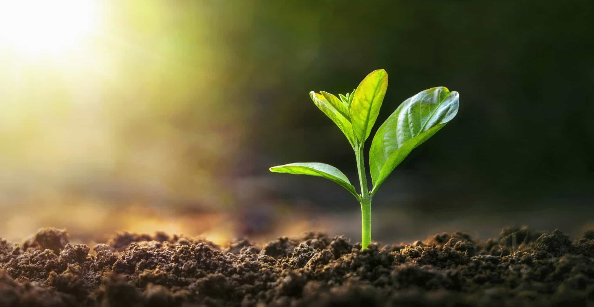 Plantas estão conversando entre si. Uma forma mais complexa de comunicação vem sendo analisada pela Ciência. E já podemos entendê-las. Saiba mais