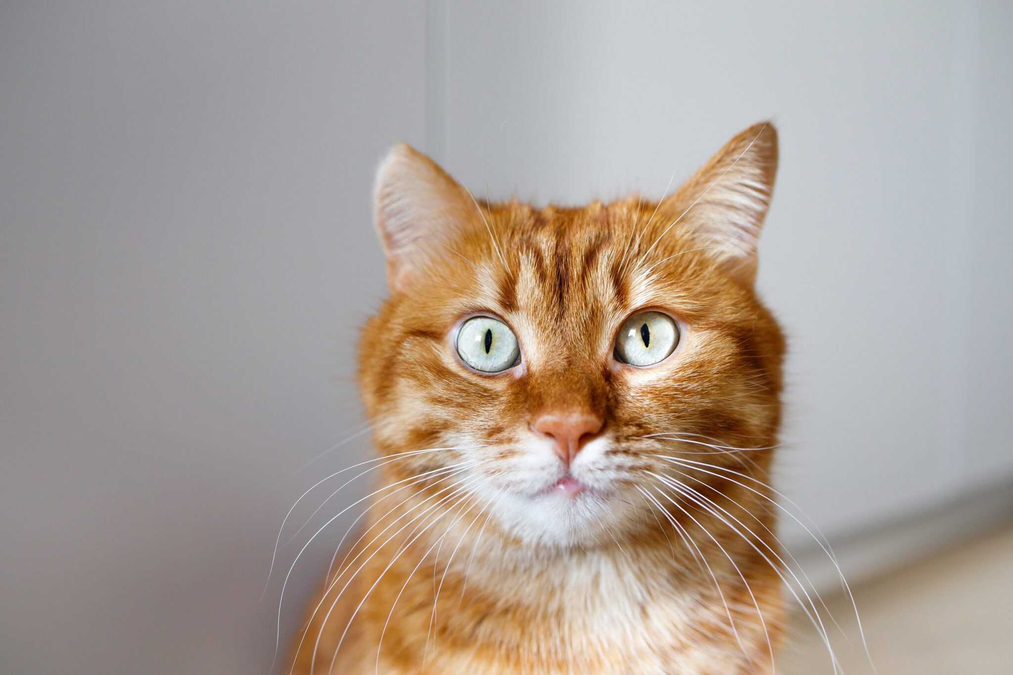 Quer saber como pets enxergam? Novo olho artificial terá visão de gato. Invenção sul-coreana vai aproveitar habilidades dos gatos para melhorar visão das câmeras